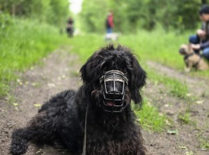 Tierschutzverein Rheine und Umgebung e.V.