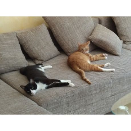 Milo & Goofy Milo & Goofy