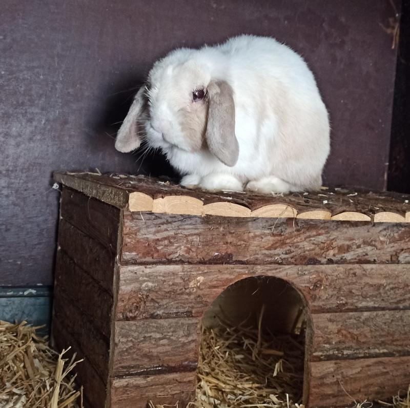 Aktuelle Fundtiere finn