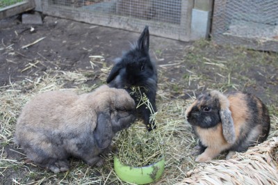 Happy End Geschichten Hasi