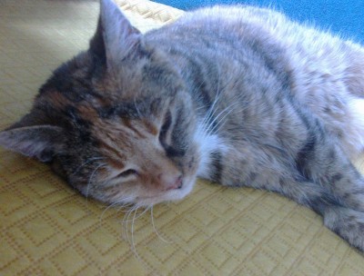 Happy End Geschichten Scully_(1)