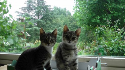 Happy End Geschichten Kimba__Nala