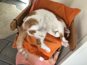 Happy End Geschichten Simba