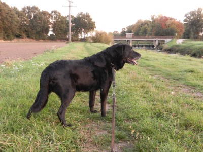 Arko Bild 4 an der Vechte