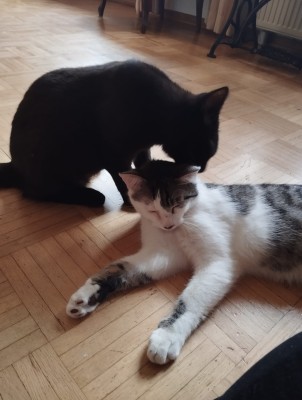 Happy End Geschichten IMG-20240305-WA0002