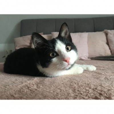 Rocky (ehemals Django) und Zara 