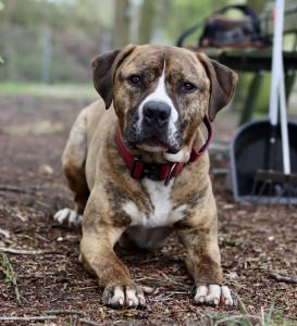 Tierschutzverein Rheine und Umgebung e.V.