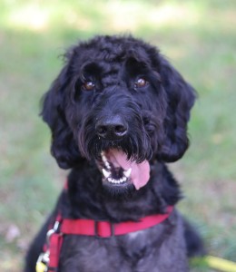 Tierschutzverein Rheine und Umgebung e.V.