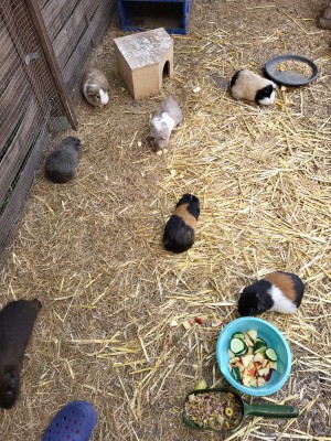 Happy End Geschichten IMG-20240501-WA0003