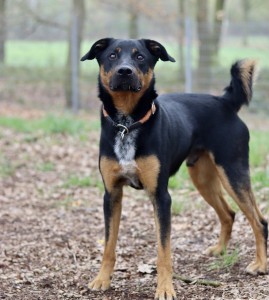 Tierschutzverein Rheine und Umgebung e.V.