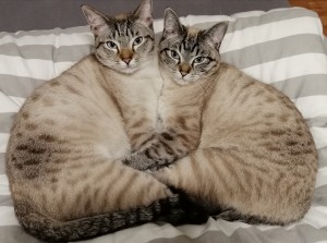 Externe Tiere 1000026410