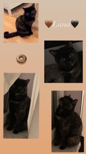 Externe Tiere 0ffd6d3f-34d0-4218-b55c-d9382ce1448d