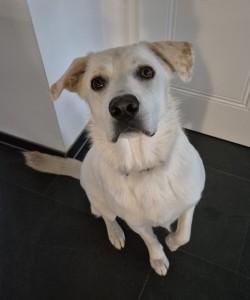 Externe Tiere 1000059986