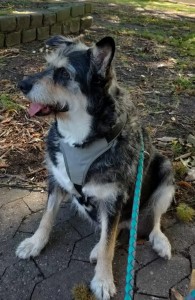 Externe Tiere WhatsApp_Image_2024-12-02_at_16.52.29