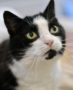 EKH Katze Zeus schwaz weiss