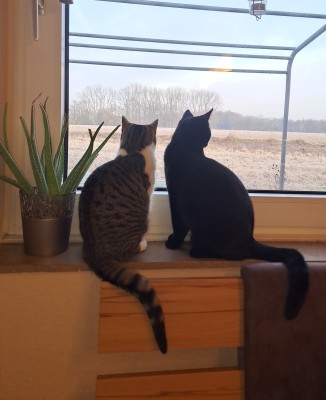 Happy End Geschichten 20250304_075557