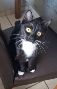 Katzen IMG-20250410-WA0033