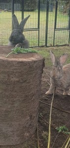 Externe Tiere IMG-20250228-WA0008