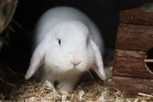 Tierschutzverein Rheine und Umgebung e.V.