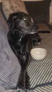 Externe Tiere Scota_1