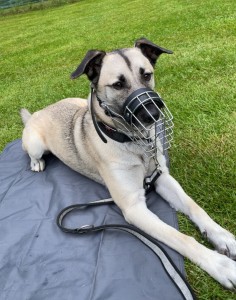 Externe Tiere Milo_1