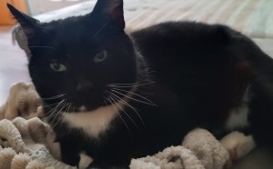 Externe Tiere 1000064382__003_