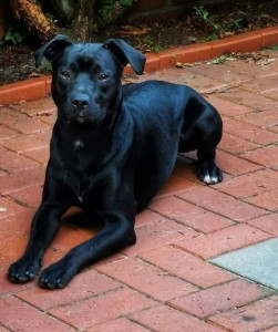 Externe Tiere Russel