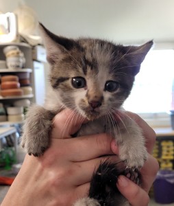 Aktuelle Fundtiere 20250613_144426