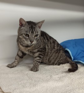 Aktuelle Fundtiere 1749992851263