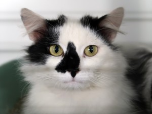 Katzen 20250531_0019