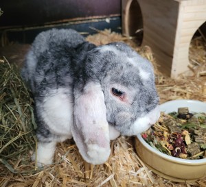 Aktuelle Fundtiere Walter_Wolle