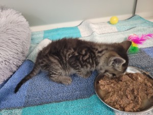 Aktuelle Fundtiere Meliodas