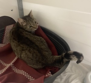 Aktuelle Fundtiere IMG_1885