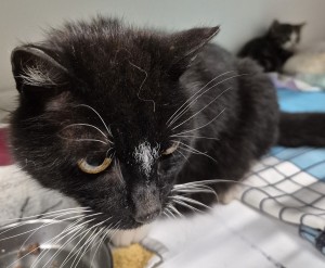 Aktuelle Fundtiere Lola