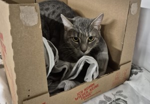 Aktuelle Fundtiere Figo