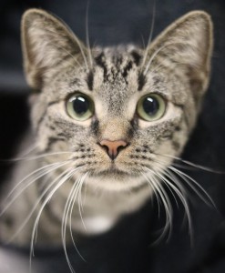 Katzen Guenther_Fauch__1_