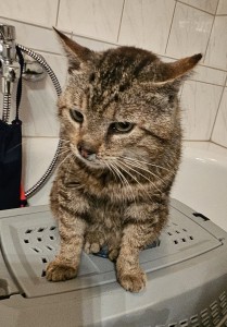 Aktuelle Fundtiere 20250622_231347