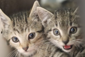 Aktuelle Fundtiere IMG_1579