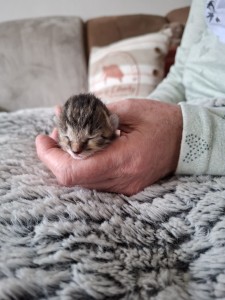 Aktuelle Fundtiere d7c62976-edae-43c0-a45c-18986ebc5c6f