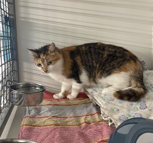 Aktuelle Fundtiere IMG_1896