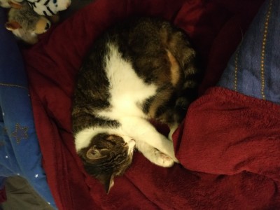 Happy End Geschichten Cookie_1